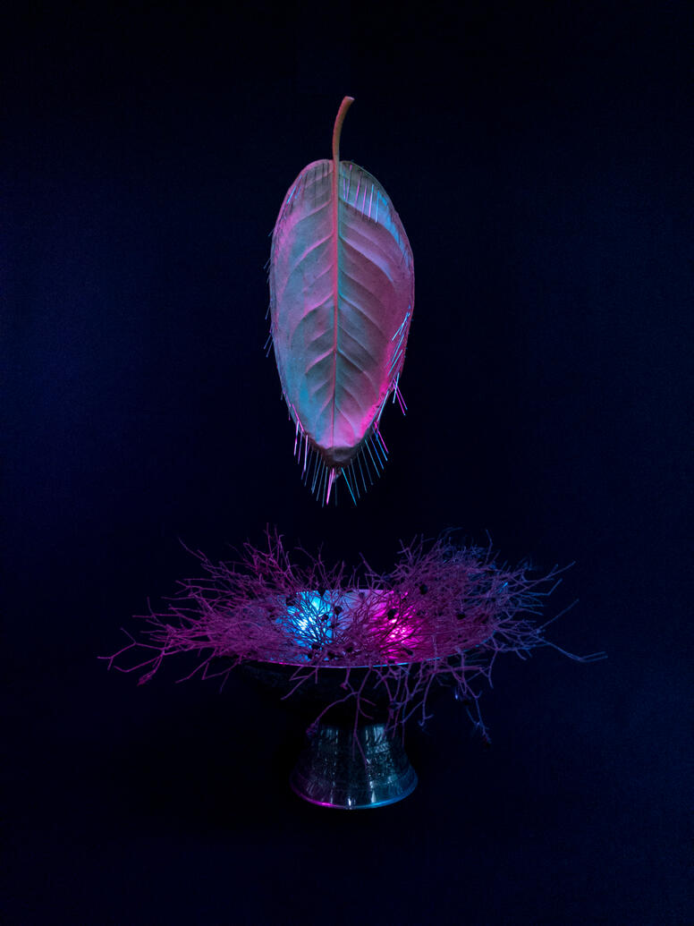 'Chalice of Veins' - Still life photography