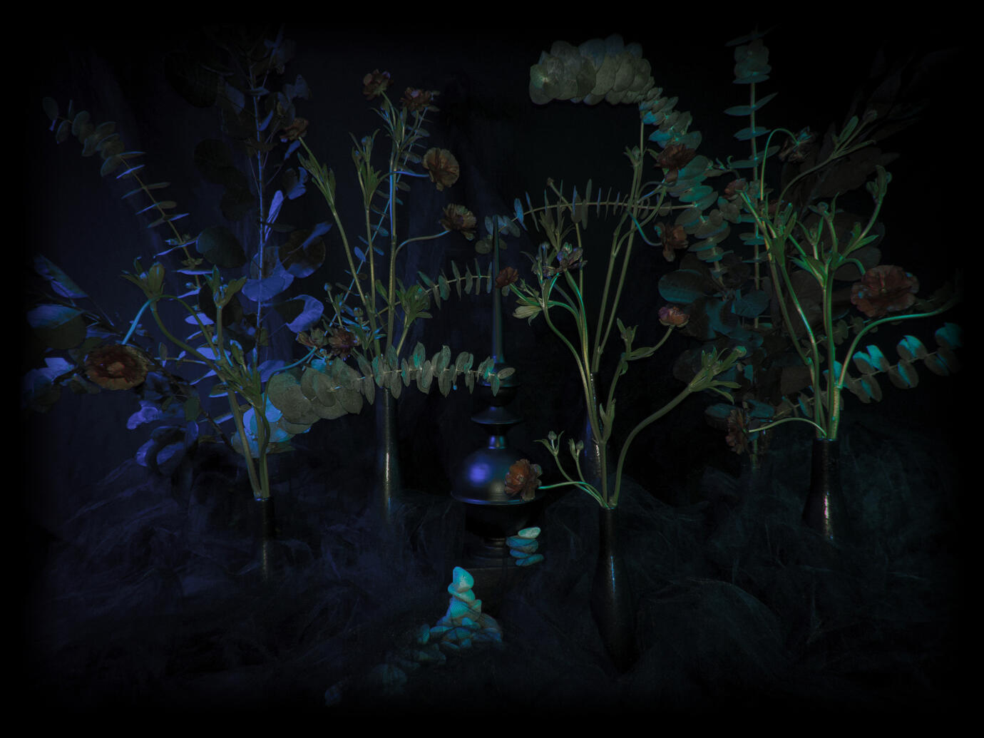 &#39;Bathypelagic&#39; - Still life photogrpahy